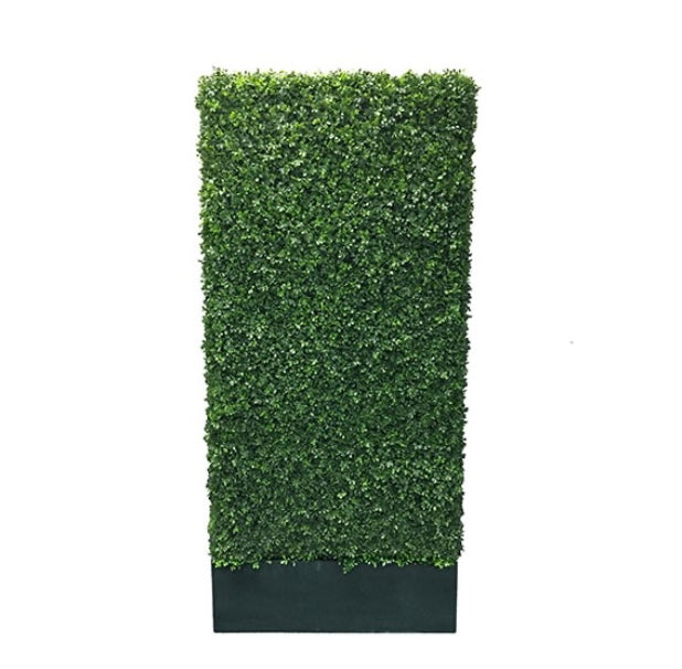Boxwood Wall Black Border