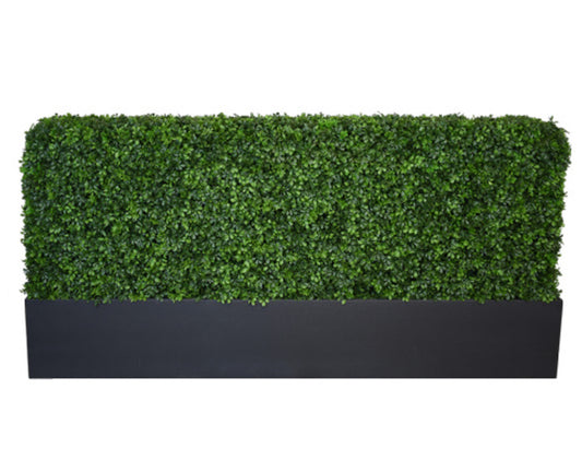 Boxwood Hedge